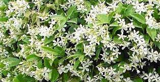 Ιωάννα Τούνη