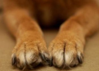 Φρίκη: Κακοποίησε μέχρι θανάτου το 3 μηνών σκυλάκι του