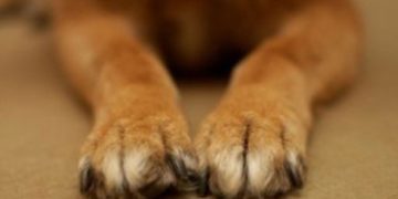 Alldaynews.gr Φρίκη: Κακοποίησε μέχρι θανάτου το 3 μηνών σκυλάκι του