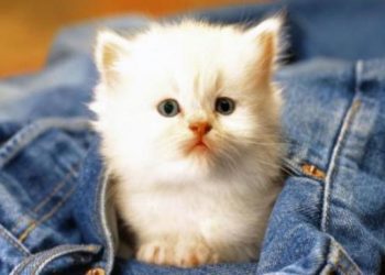 Λαμία: Πρόστιμο 30.000 ευρώ σε νεαρό που κλώτσησε και σκότωσε γατάκι