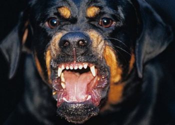 Τραγωδία στην Κοζάνη: Ροτβάιλερ ΣΚΟΤΩΣΑΝ 5χρονο αγοράκι