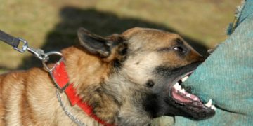 Νεκρός 45χρονος που του επιτέθηκε ο σκύλος του