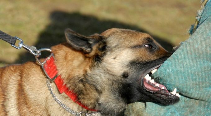 Νεκρός 45χρονος που του επιτέθηκε ο σκύλος του
