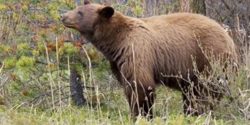 Alldaynews.gr Αρκούδα σκοτώνει ποδηλάτη