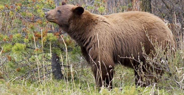 Alldaynews.gr Αρκούδα σκοτώνει ποδηλάτη