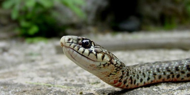 Πύργος: Είχε πεθάνει από δάγκωμα φιδιού η Ευσταθία Κανελλοπούλου – Στο εδώλιο ο γιατρός!