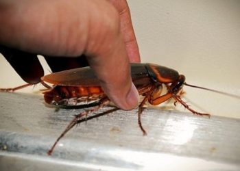 Alldaynews.gr Κατσαρίδες στο σπίτι: 7 απλοί και φυσικοί τρόποι για να απαλλαγείτε μια για πάντα