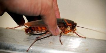 Alldaynews.gr Κατσαρίδες στο σπίτι: 7 απλοί και φυσικοί τρόποι για να απαλλαγείτε μια για πάντα