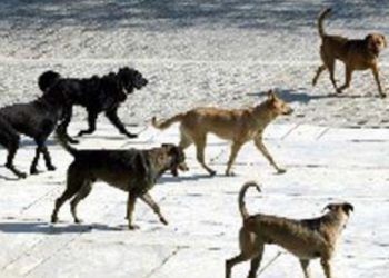 Alldaynews.gr Στο νοσοκομείο από επίθεση αδέσποτων σκύλων – ”Είναι απαράδεκτα αυτά που συμβαίνουν”!