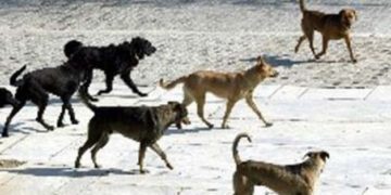Alldaynews.gr Στο νοσοκομείο από επίθεση αδέσποτων σκύλων – ”Είναι απαράδεκτα αυτά που συμβαίνουν”!