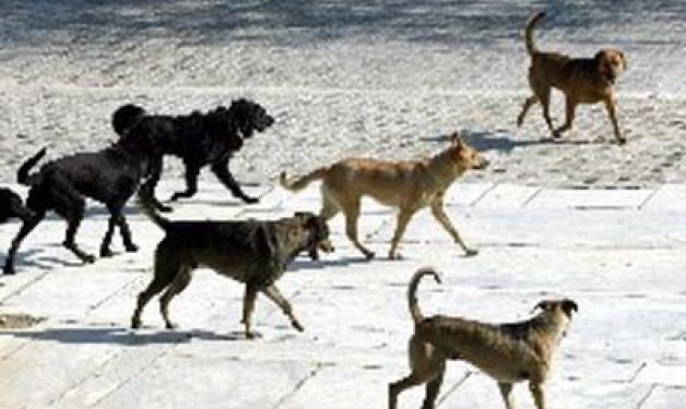 Alldaynews.gr Στο νοσοκομείο από επίθεση αδέσποτων σκύλων – ”Είναι απαράδεκτα αυτά που συμβαίνουν”!
