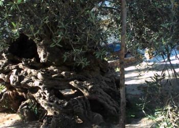 Κρήτη: Η ατυχία της ζωής του- Σκοτώθηκε από τη μια στιγμή στην άλλη μπροστά στη γυναίκα του!