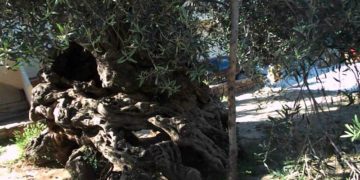 Alldaynews.gr Κρήτη: Η ατυχία της ζωής του- Σκοτώθηκε από τη μια στιγμή στην άλλη μπροστά στη γυναίκα του!