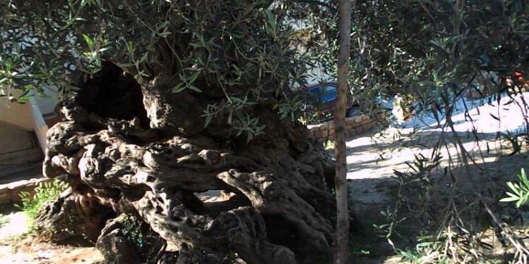 Alldaynews.gr Κρήτη: Η ατυχία της ζωής του- Σκοτώθηκε από τη μια στιγμή στην άλλη μπροστά στη γυναίκα του!