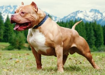 Χίος: Pit bull «έστειλε» στο Νοσοκομείο δύο γυναίκες