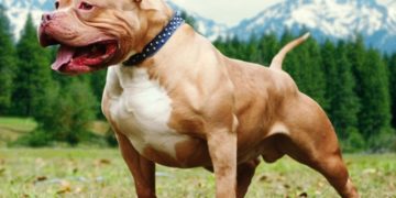 Alldaynews.gr Χίος: Pit bull «έστειλε» στο Νοσοκομείο δύο γυναίκες