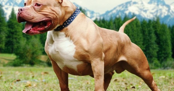 Alldaynews.gr Χίος: Pit bull «έστειλε» στο Νοσοκομείο δύο γυναίκες