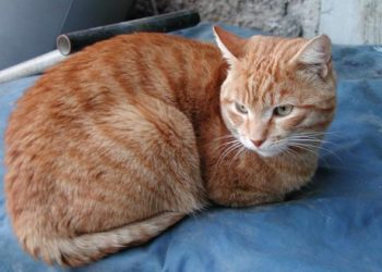 ΒΟΛΟΣ: Σκότωσε τη γάτα της γειτόνισσας- Φυλακή και πρόστιμο για τον 57χρονο!