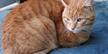 Alldaynews.gr ΒΟΛΟΣ: Σκότωσε τη γάτα της γειτόνισσας- Φυλακή και πρόστιμο για τον 57χρονο!