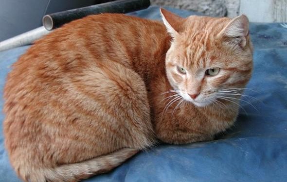 Alldaynews.gr ΒΟΛΟΣ: Σκότωσε τη γάτα της γειτόνισσας- Φυλακή και πρόστιμο για τον 57χρονο!