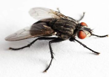 5 εύκολα κόλπα για να απαλλαγείτε μία και καλή από τις ενοχλητικές μύγες και άλλα έντομα