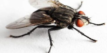 5 εύκολα κόλπα για να απαλλαγείτε μία και καλή από τις ενοχλητικές μύγες και άλλα έντομα