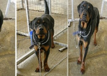 ΝΕΚΡΑ 4 από τα ροτβάιλερ που ΣΚΟΤΩΣΑΝ το παιδάκι! Σάλος στο Facebook-Έξαλλες οι φιλοζωικές