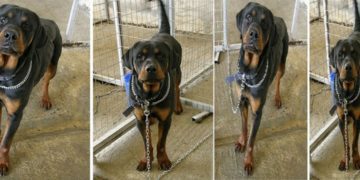 ΝΕΚΡΑ 4 από τα ροτβάιλερ που ΣΚΟΤΩΣΑΝ το παιδάκι! Σάλος στο Facebook-Έξαλλες οι φιλοζωικές