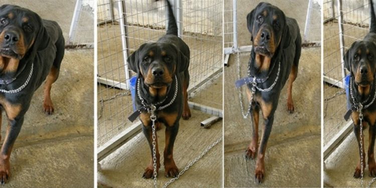 ΝΕΚΡΑ 4 από τα ροτβάιλερ που ΣΚΟΤΩΣΑΝ το παιδάκι! Σάλος στο Facebook-Έξαλλες οι φιλοζωικές