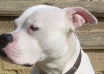 Μωρό 14 μηνών κατακρεουργήθηκε από το μπουλντόγκ της οικογένειας