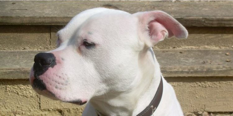 Alldaynews.gr Μωρό 14 μηνών κατακρεουργήθηκε από το μπουλντόγκ της οικογένειας