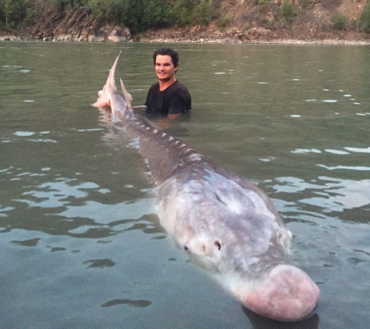 giant-sturgeon