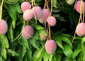 Ένα φρούτο για όλα: Καρκίνο, Διαβήτη, Μνήμη και Χοληστερίνη!!!