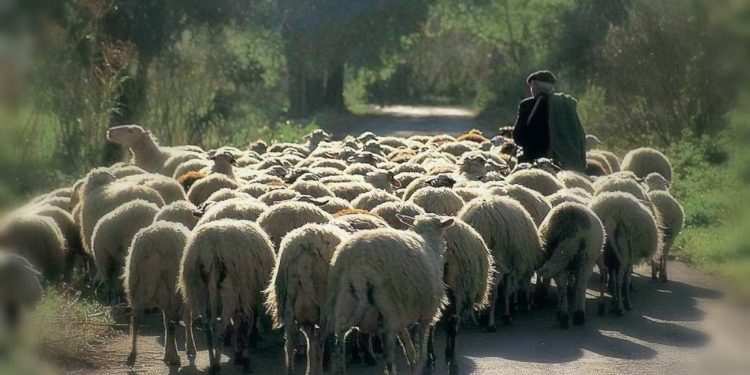 Alldaynews.gr ΠΟΙΟΣ Έλληνας ηθοποιός ήταν κουλουρτζής, λαχειοπώλης και τσοπάνος;;