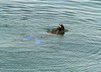 Alldaynews.gr ΜΠΡΑΒΟ στους χαροκαμένους γονείς! Ο γιος τους πνίγηκε κι αυτοί…