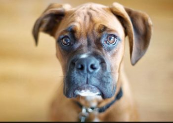 Τραγωδία στη Βρετανία: Σκύλος κατασπάραξε 3χρονο αγόρι