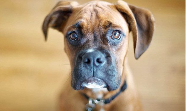 Alldaynews.gr Τραγωδία στη Βρετανία: Σκύλος κατασπάραξε 3χρονο αγόρι