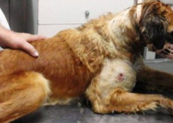 Ξυλοκόπησαν άγρια και πυροβόλησαν σκυλίτσα