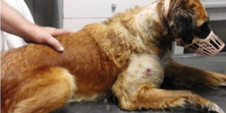 Alldaynews.gr Ξυλοκόπησαν άγρια και πυροβόλησαν σκυλίτσα