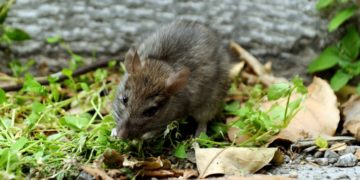 Alldaynews.gr ποντίκι-pontiki