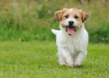 Alldaynews.gr Θεσσαλονίκη: Φυλάκιση 18 μηνών με αναστολή στον 39χρονο που σκότωσε στο ξύλο το κουτάβι του