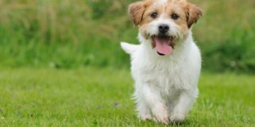 Θεσσαλονίκη: Φυλάκιση 18 μηνών με αναστολή στον 39χρονο που σκότωσε στο ξύλο το κουτάβι του