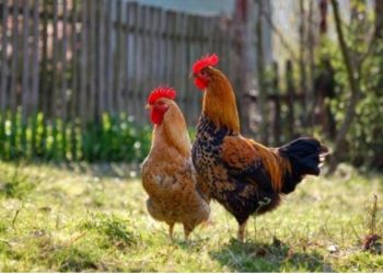 Πως ζευγαρώνουν οι κότες; Πως ο κόκορας τελικά καταφέρνει την κότα του