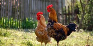 Πως ζευγαρώνουν οι κότες; Πως ο κόκορας τελικά καταφέρνει την κότα του