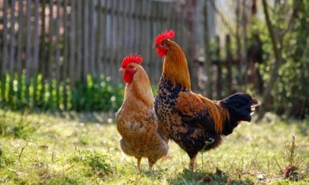 Πως ζευγαρώνουν οι κότες; Πως ο κόκορας τελικά καταφέρνει την κότα του