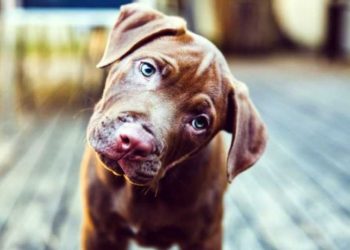 Γιατί ο σκύλος σας γέρνει το κεφάλι όταν του μιλάτε;