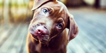 Alldaynews.gr Γιατί ο σκύλος σας γέρνει το κεφάλι όταν του μιλάτε;