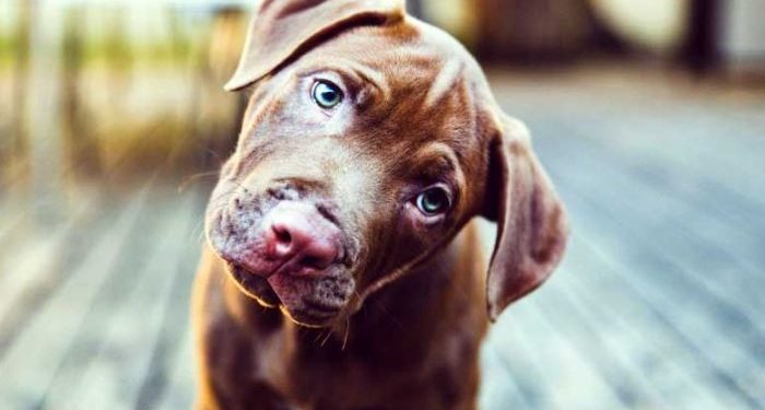 Alldaynews.gr Γιατί ο σκύλος σας γέρνει το κεφάλι όταν του μιλάτε;