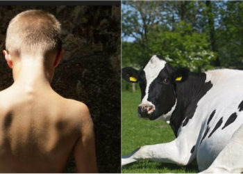 Τι άλλο θα δούμε!! 55χρονος ανάγκασε αγόρι να κάνει σεξ με αγελάδα και το βίασε επανειλημμένα