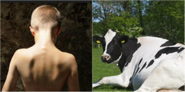 Τι άλλο θα δούμε!! 55χρονος ανάγκασε αγόρι να κάνει σεξ με αγελάδα και το βίασε επανειλημμένα